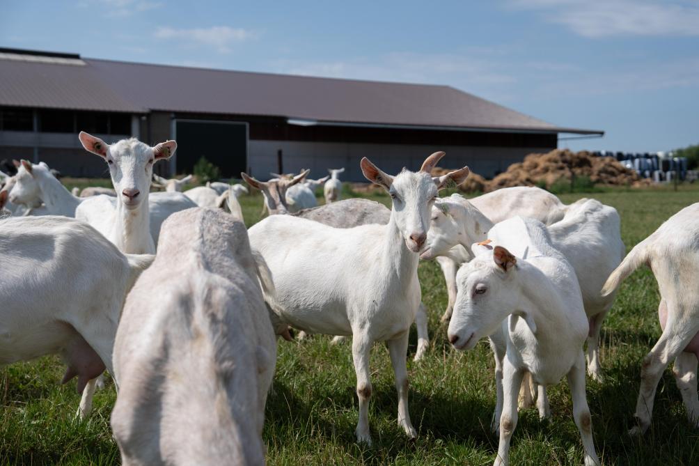 De lichte verteerbaarheid van biologische geitenmelk en de gelijkaardige voedingswaarden als die van moedermelk maakt het een populair ingrediënt voor babyvoeding.
