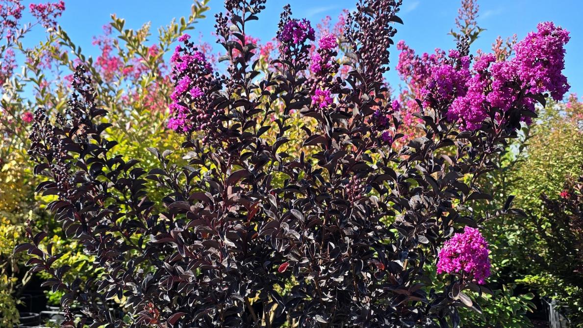 Lagerstroemia indica ‘Black Diamond Lavender’ is een rijk bloeiende selectie met een mooi contrast tussen de violetpaarse bloemen en het donkerpaarse blad.