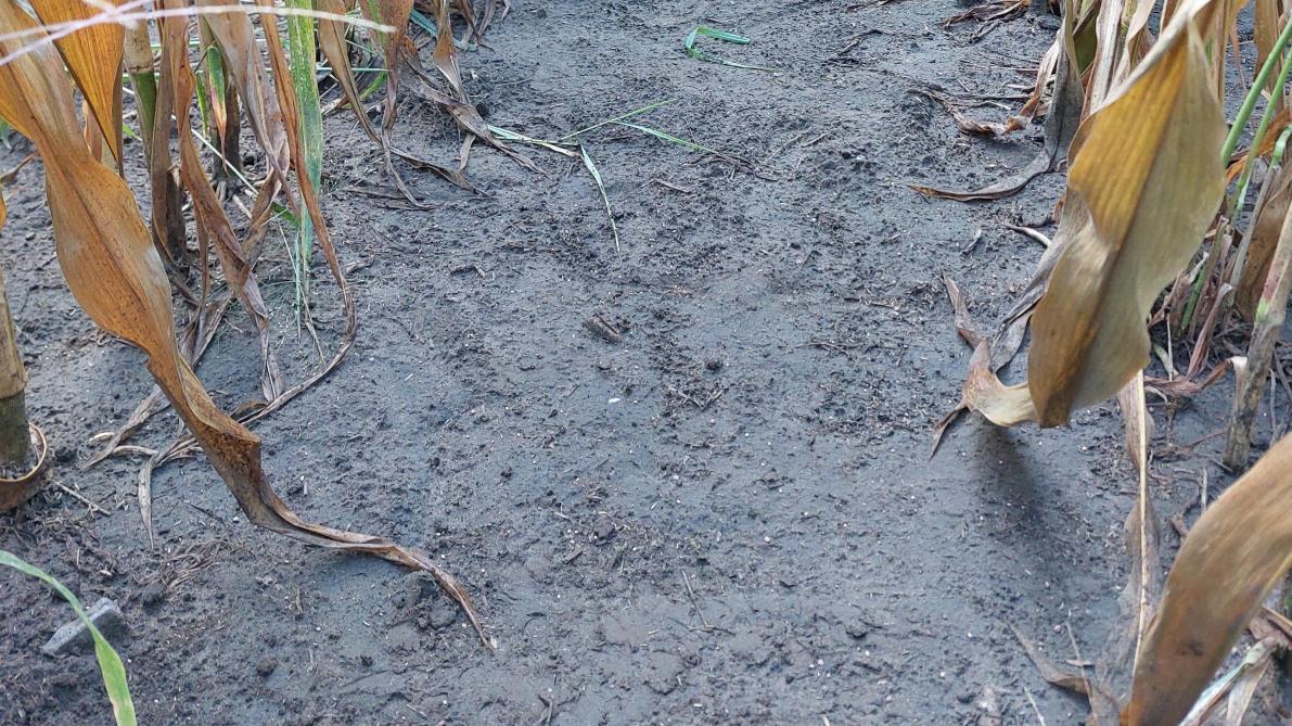 Na het zaaien kan je de zaadjes bovenop de grond tussen de maïsrijen terugvinden.