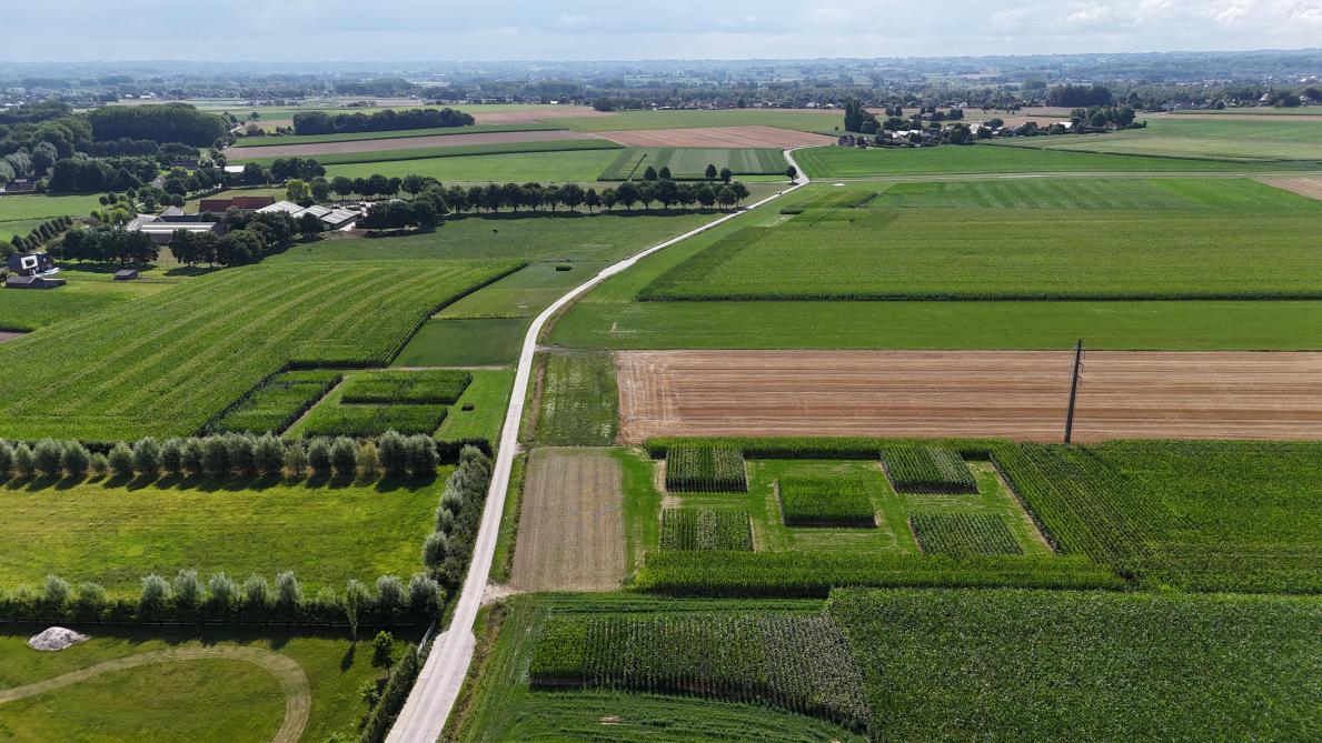 Eind juli stonden de gewassen op het beursterrein er prima bij.