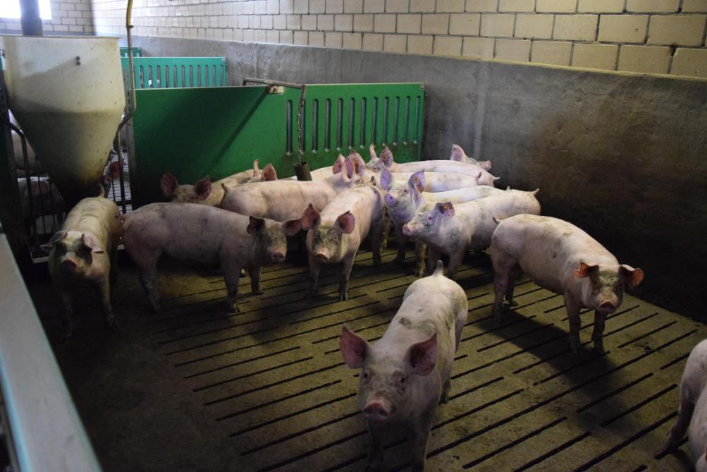 Onder deze vleesvarkens drijven al 12 jaar mestballen.