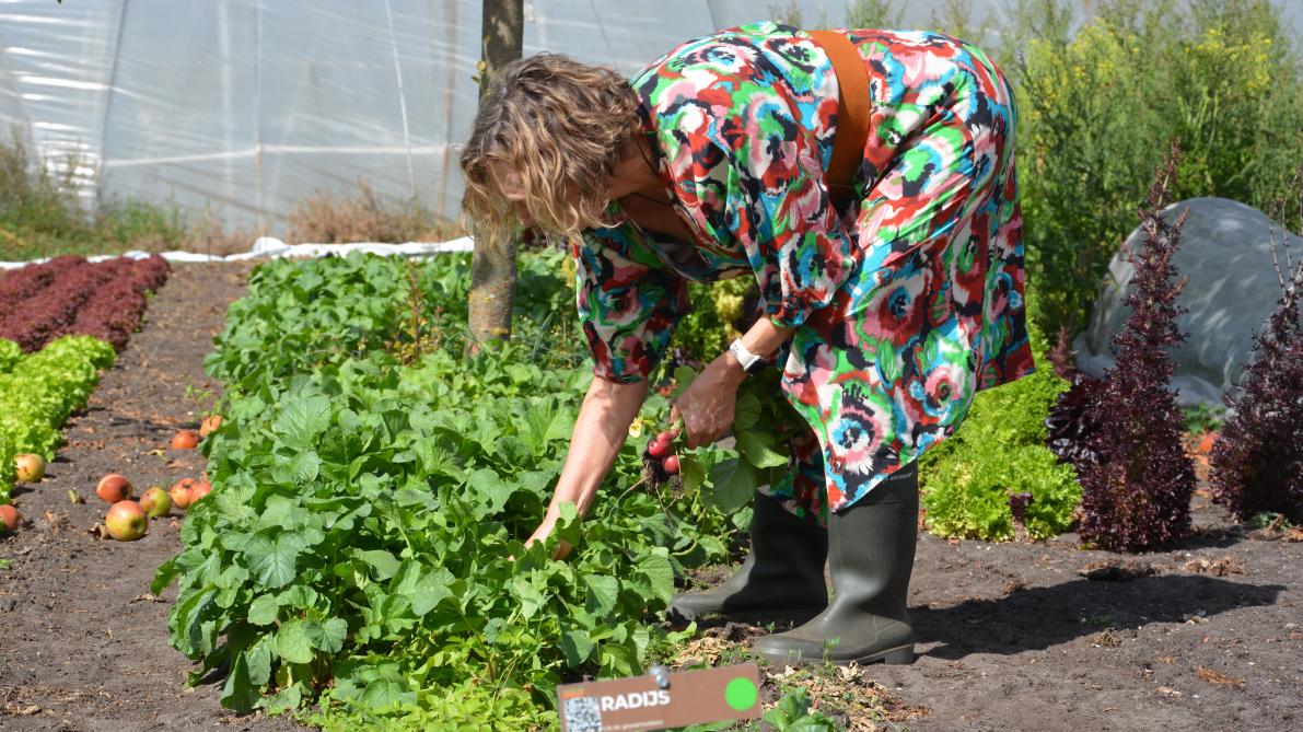 “Je kan bij ons zelfoogster voor minimum 1 jaar worden (zie foto) of groentepakketten per 30 of 40 weken afnemen”, zegt Dirk.