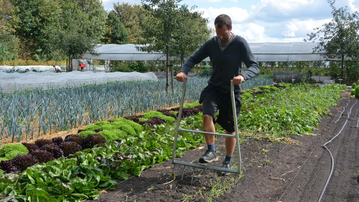 “We gebruiken geen tractor op ons bedrijf, maar wel biologisch verantwoorde hulpmiddelen zoals een woelvork”, toont Willem.