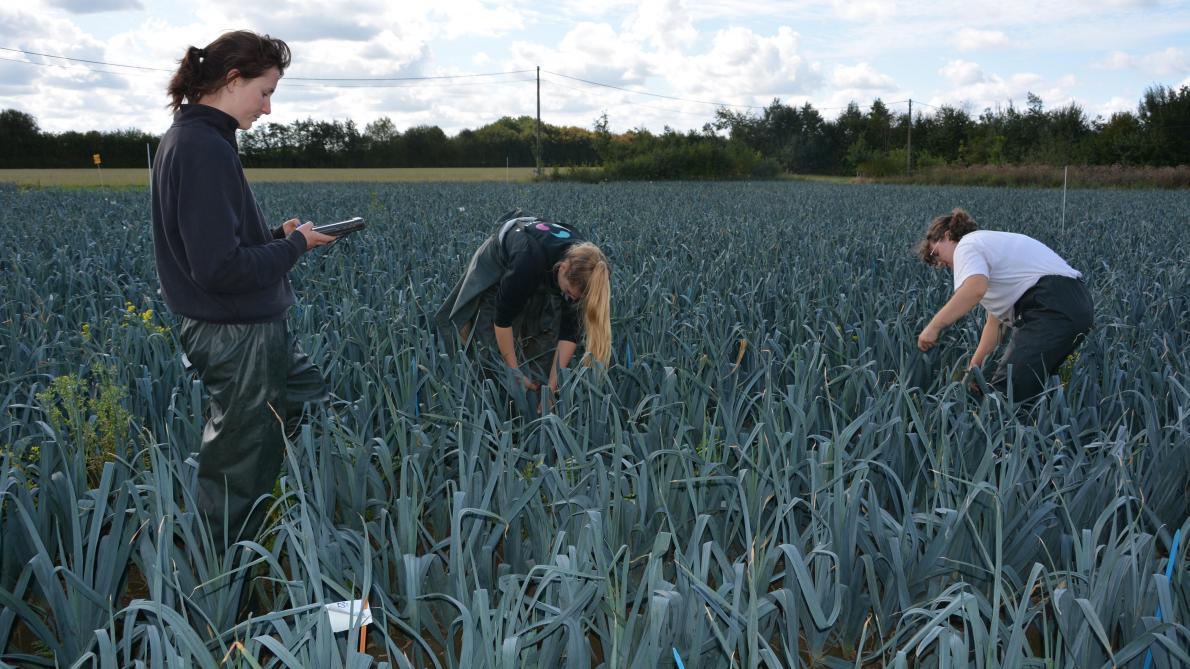 Medewerkers van Viaverda verzamelen beoordelingsstalen uit het preigewas om het effect van Lobularia maritima op de tripsdruk te bepalen.
