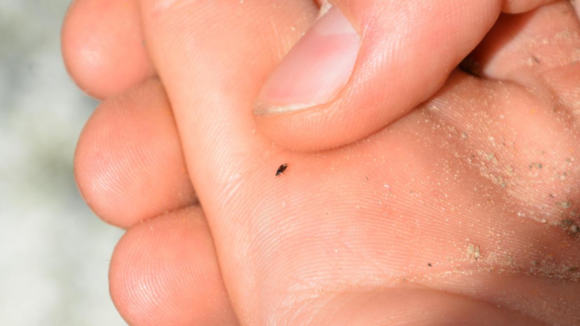Roofwantsen voeden zich met alle stadia van de tabakstrips én met pollen afkomstig van de Lobularia-plant.