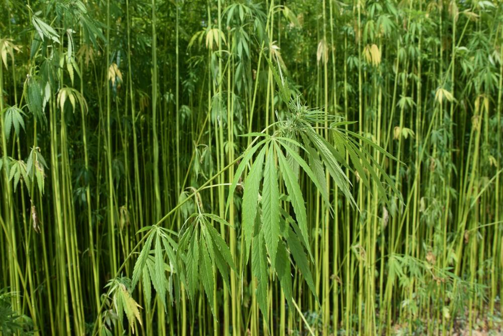 Industriële hennep heeft een laag THC-gehalte.