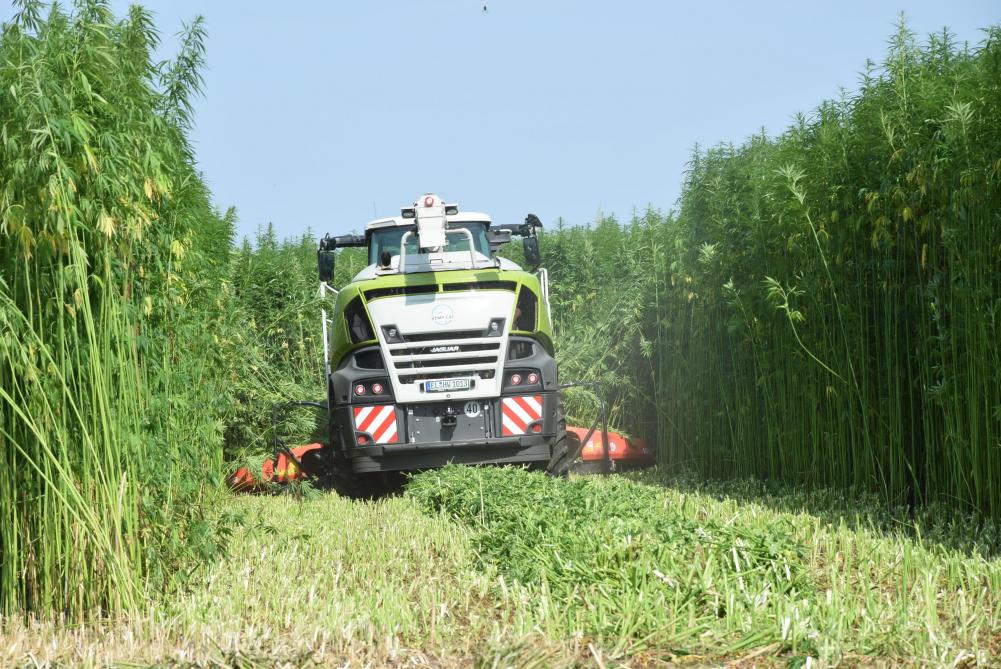 Het oogsten gebeurt met een aangepaste hakselaar, de stukken hennep blijven op zwad liggen.