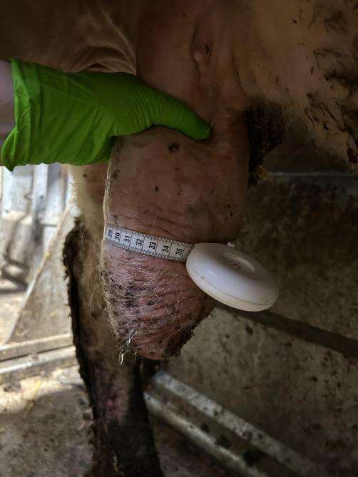 Bij de meting wordt het meetlint rond het breedste deel van het scrotum gelegd en strak aangetrokken totdat de huid licht wordt ingedrukt.