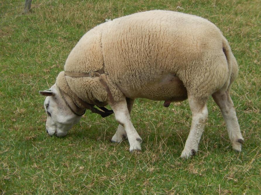 Deze ram is klaar voor de komende dektijd.