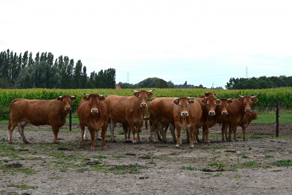De afsluiting van de weide moetnet iets steviger zijn voor Limousin dan voor witblauw, en voldoende hoog.