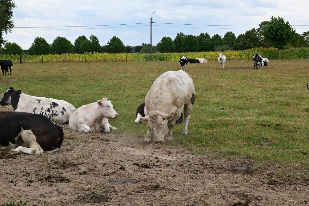 Van de 200 dieren is ongeveer de helft Belgisch witblauw en de andere helft Limousin.