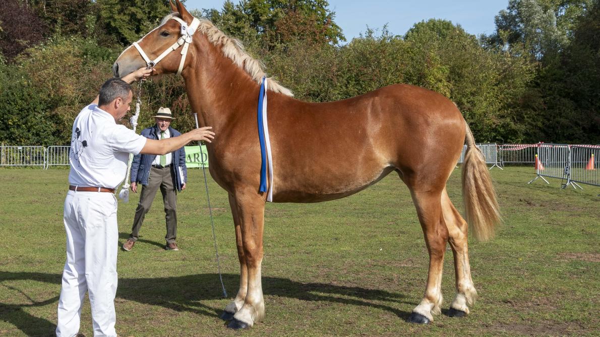 Ella de la Heutte, met als eigenaar Marc Mahieu, werd uitgeroepen tot jeugdkampioene van de Vlaams paard-merries.