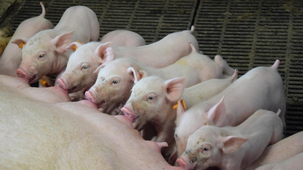 De zeugenhouderij kende in 2024 nog steeds een goed jaar. Het semibrutowinstcijfer werd vastgelegd op 420 euro.