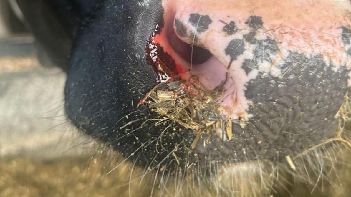 In 2024 werden heel wat veehouders geconfronteerd  met het blauwtongvirus. Voor ernstig zieke dieren kan een verliesaftrek in kost worden gebracht voor de  waardevermindering van het dier.