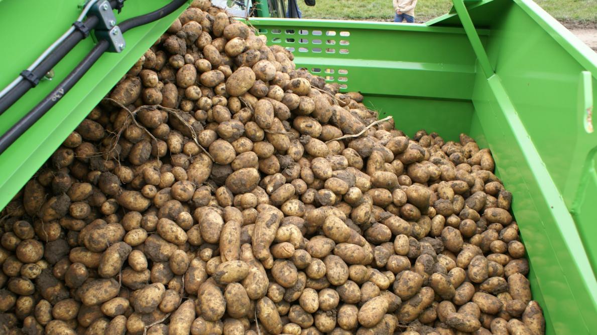 Omdat in 2024 de aardappelprijzen aan de hoge kant waren, dient een meerwinst aardappelteelt te worden aangegeven voor grotere aardappelbedrijven.