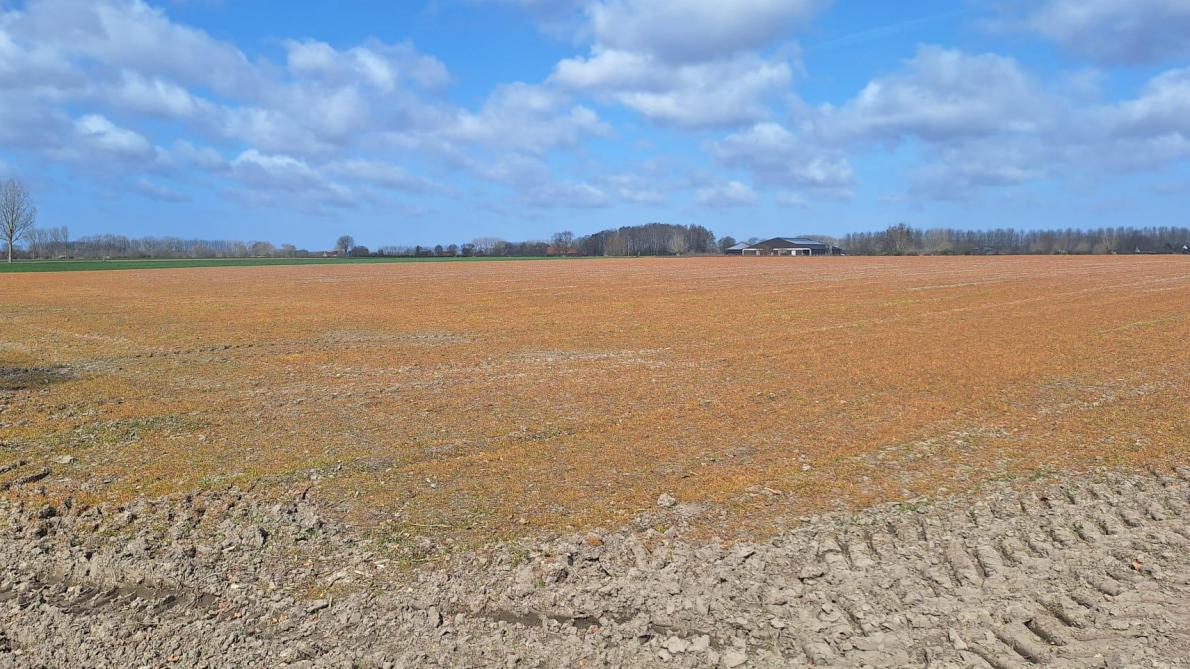 De effectieve werking in beeld: alle onkruiden op dit met glyfosaat behandelde veld zijn afgedood.