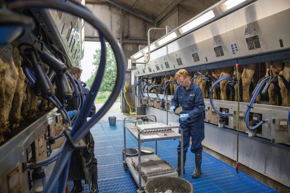 CRV streeft naar een steeds gezondere en efficiëntere veestapel door zowel genetica van melkvee als vleesvee  continu te verbeteren.