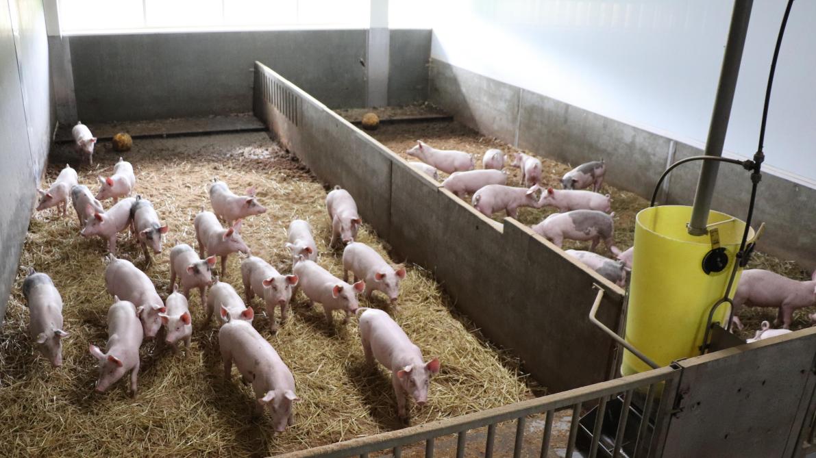 De vloer ligt bij een wroetstal vanaf de centrale (voer)gang in het midden onder afschot naar achteren toe.  Doordat zaagsel én stro gebruikt worden, wroeten de varkens dit als vanzelf naar achteren toe.