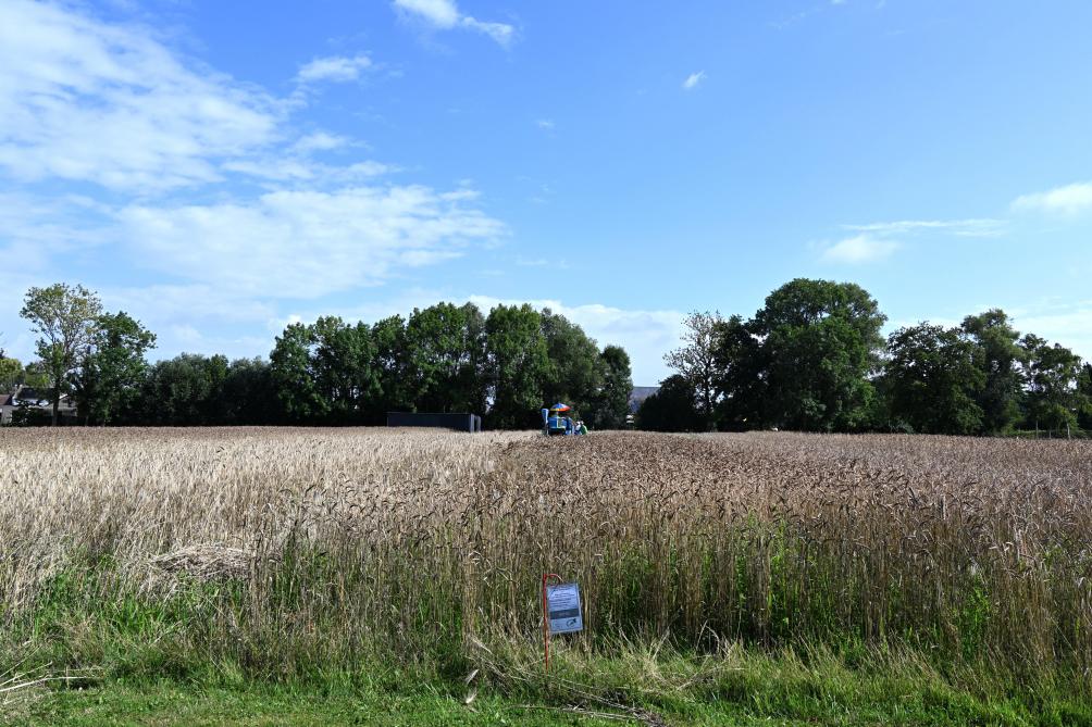 In Putte werden op een perceel van bioboer Koen Busschots tientallen stroken ingezaaid van rassen en mengelingen om de granen te vermeerderen.