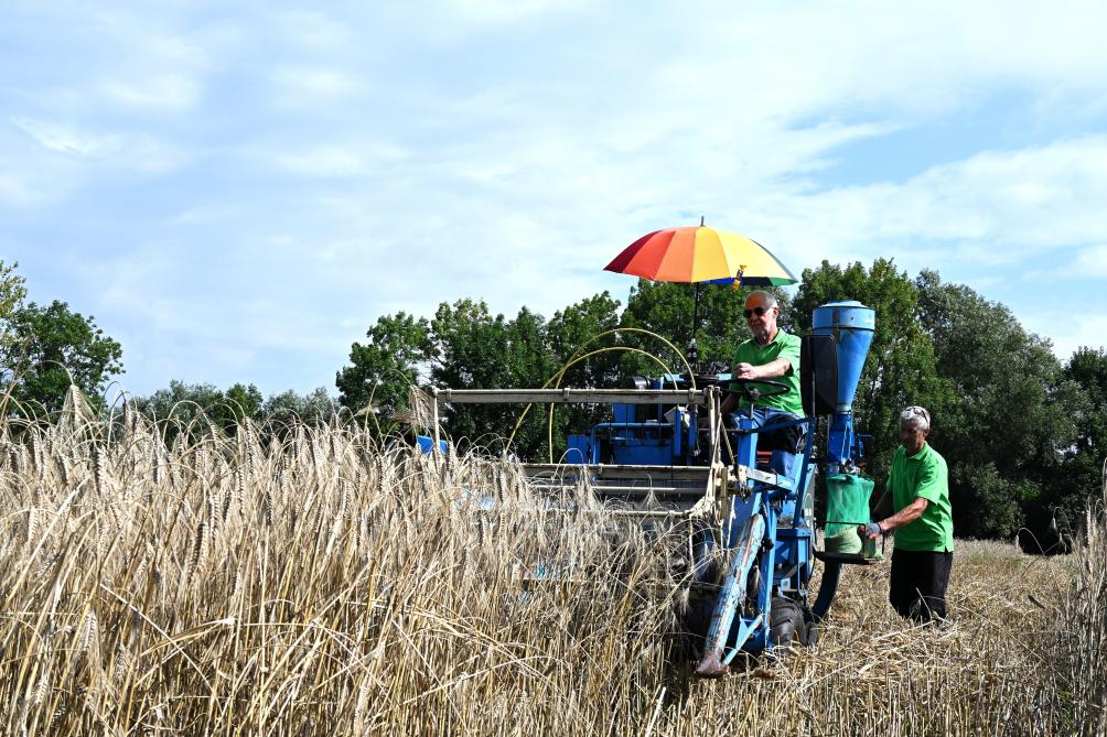 Op het vermeerderingsveld worden de granen geoogst met een oude machine van Wintersteiger.