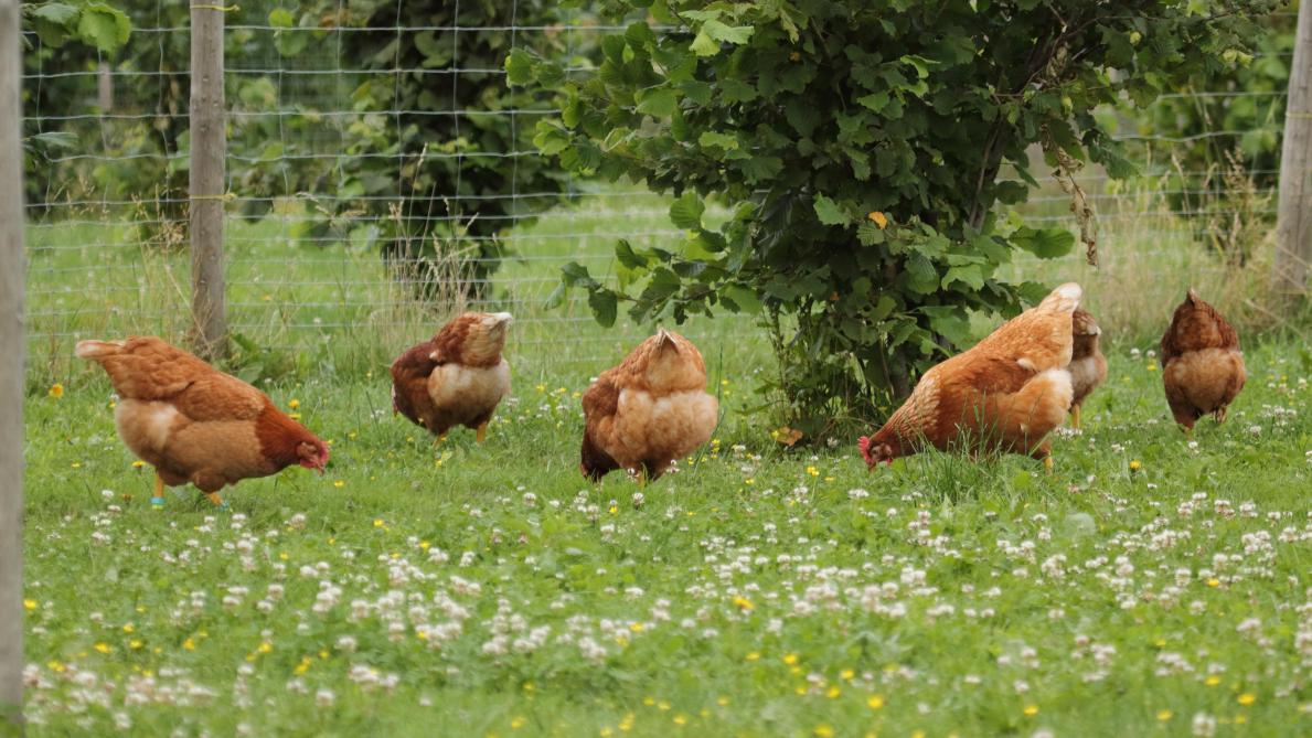 Zonder buitenloop kunnen de kippenminder makkelijk scharrelen, stofbaden en foerageren,wateen negatief effect kan hebben op hun welzijn.
