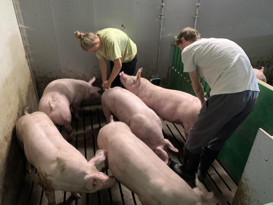 De voorbije 10 jaar deden vele studenten van UGent en HoGent praktijkervaring op op de Varkenscampus.