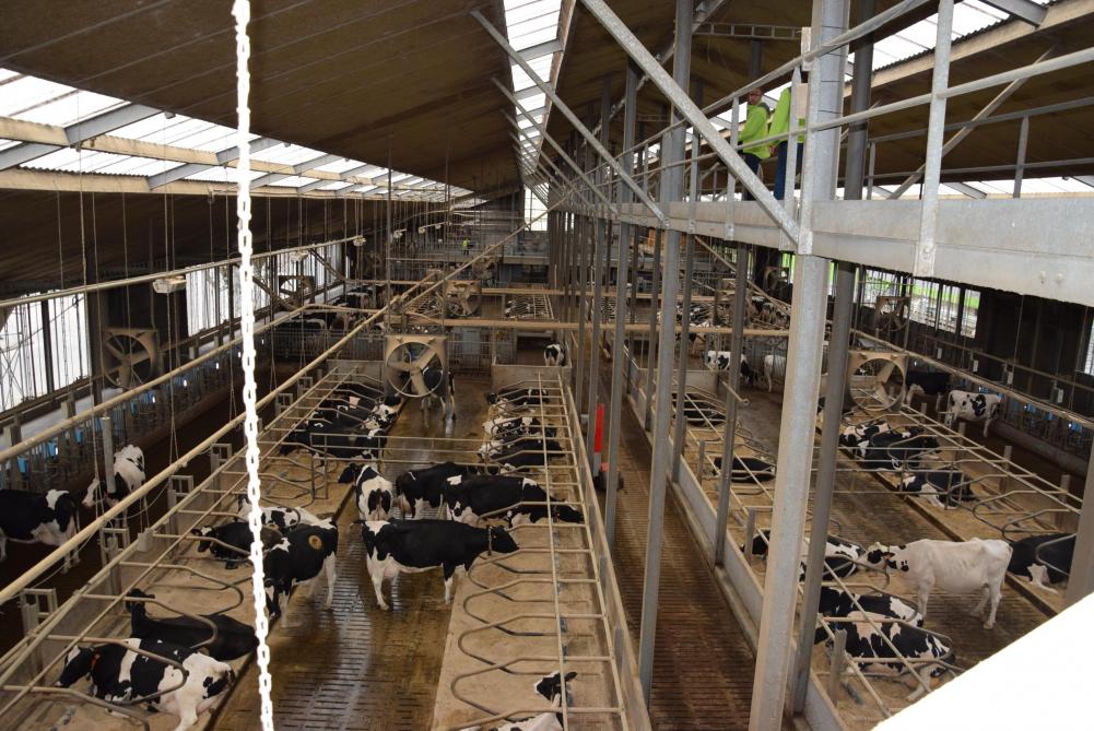 De melkveestal van ILVO staat al 11 jaar garant voor actueel praktijkonderzoek.