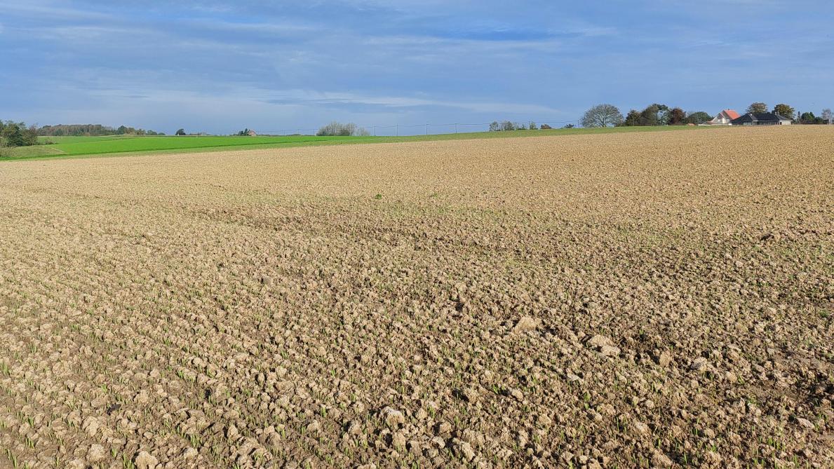 De beste resultaten verkrijg je op een relatief fijn bewerkt zaaibed en bij voldoende bodemvocht.