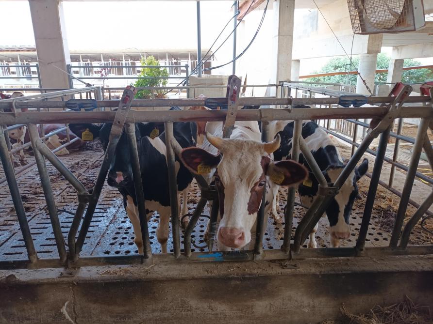 Het bedrijf van de familie Tabone combineert veehouderij met serreteelt van tomaten of komkommers, en met de productie van olijven en druiven.