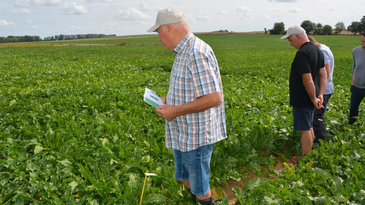 Bietentelers konden de verschillen in de rassenproef tussen de dosissen 70, 100 en 130 eenheden stikstof bekijken.