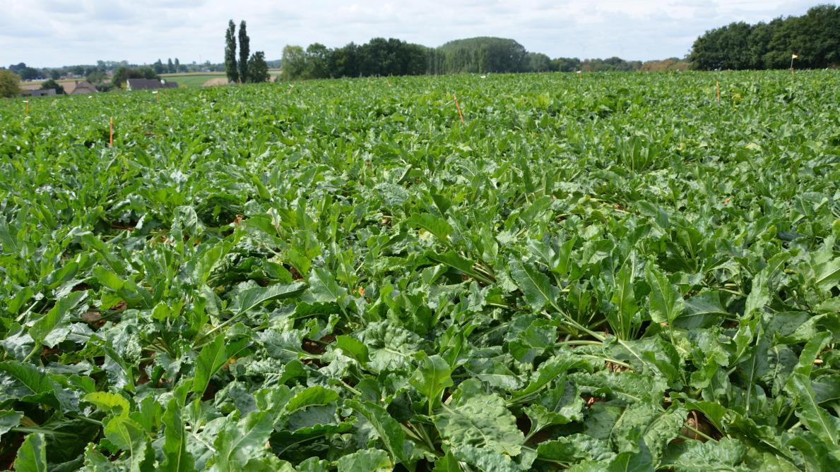 Volgens Yannick Biemans (KBIVB) kunnen er verschillen zijn in het ‘optimale stikstofadvies’ tussen adviescentra omdat er geen exacte formule is om dat advies te berekenen.