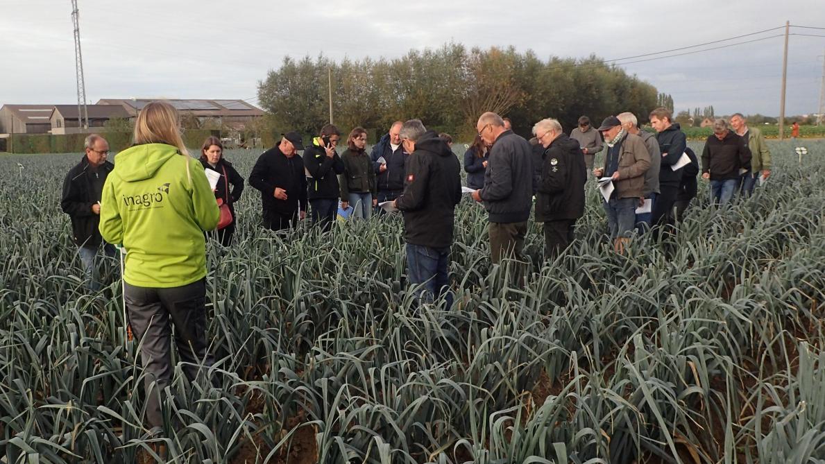 In de rassenproeven prei worden verschillen inzake ziekte- en tripsgevoeligheid goed zichtbaar.