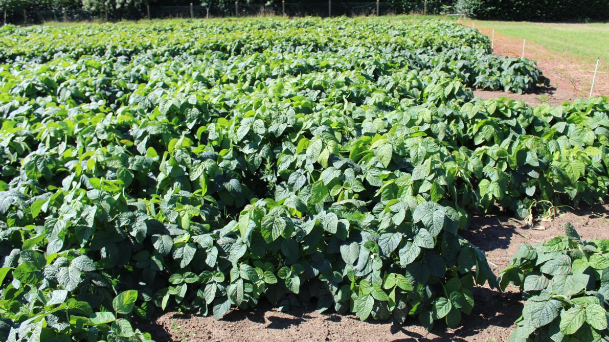 De eenjarige eiwitteelt kikkererwten komt voortaan ook in aanmerking voor steun.