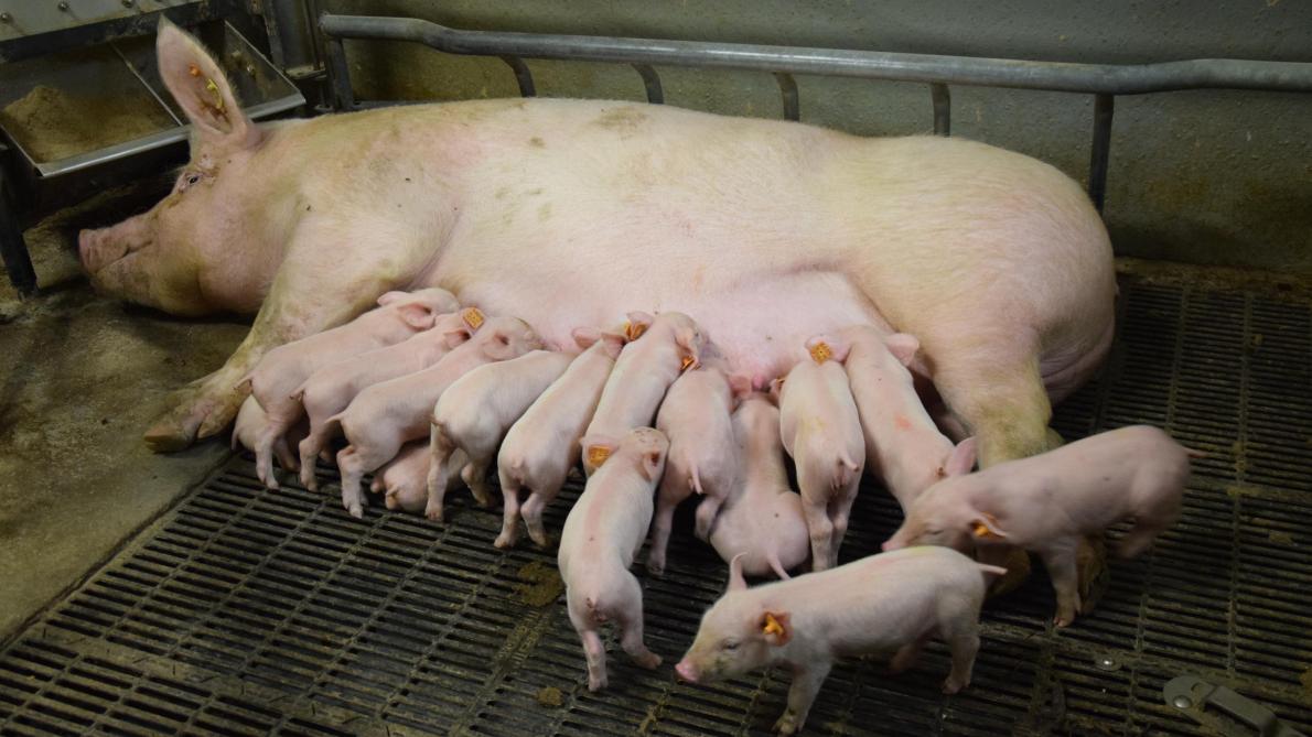 Het aantal fokvarkens daalde met 3,5% ten opzichte van vorig jaar.