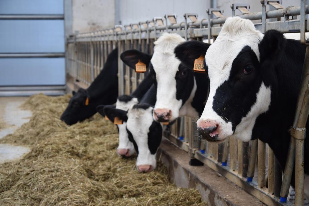 De melkveehouderij van de familie Guns wordt als een koploper beschouwd op het vlak van dierenwelzijn en duurzaamheid. Ze ontvangen dan ook geregeld beleidsmakers en andere geïnteresseerde groepen.