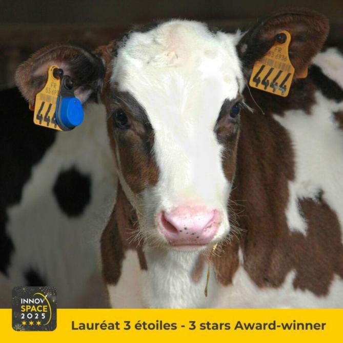 Het elektrisch  oormerk  van MSD Santé Animale volgt de activiteiten en gezondheid van kalveren en jongvee op.