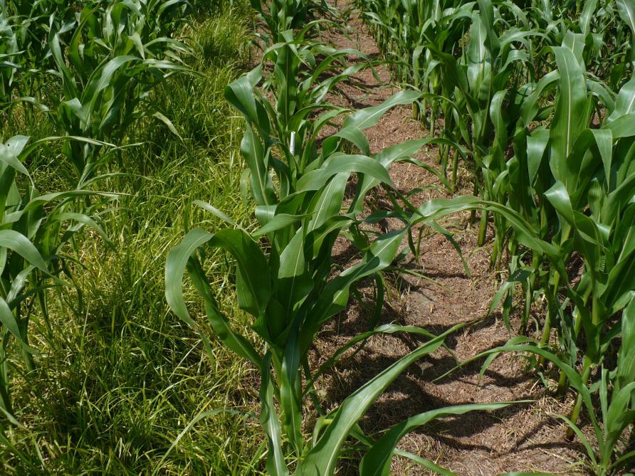 Knolcyperus is geen makkelijk probleem, daarom is een gezamenlijke aanpak noodzakelijk.