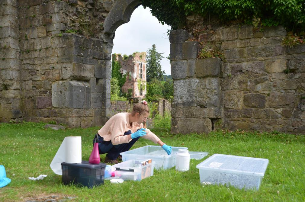 Stalen guano werden verzameld om het voederregime van de vleermuizente analyseren