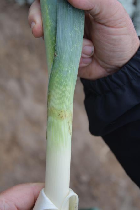 Door te steken en aan de bladcellen van de prei te zuigen, veroorzaken tripsen grijsachtige plekken op de bladeren.