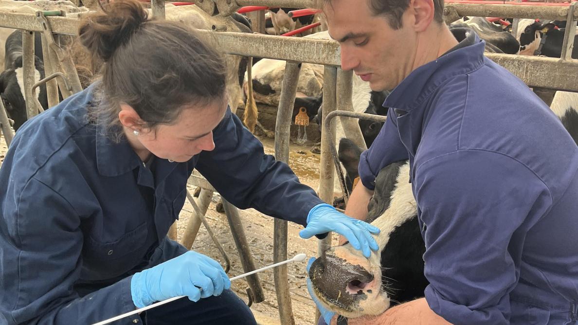 Het nemen van een neusswab bij een volwassen dier. Bemerk hierbij dat de swab lang genoeg moet zijn om het lymfoïd weefsel in de neus te bereiken.
