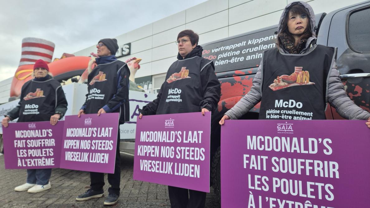 De dierenrechtenorganisatie eist ze dat McDonald’s zich aansluit bij het Better Chicken Commitment-charter.
