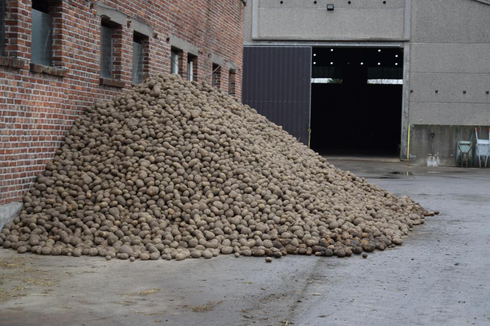 Het komt Pieter-Jan beter uit om zijn runderen zijn zelf geteelde aardappelen te eten te geven dan om ze te verkopen op de vrije markt.