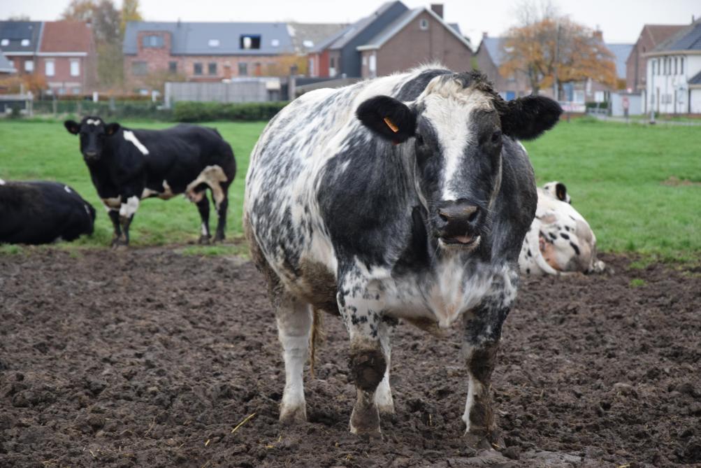De zoogkoeien van Pieter-Jan die niet hoogdrachtig zijn of pas gekalfd hebben, kunnen zelf kiezen wanneer ze gaan grazen op de weide.