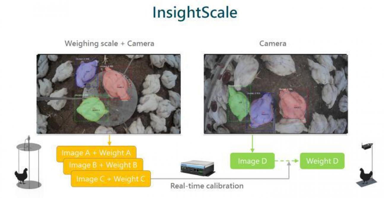 InsightScale van iChase is een geautomatiseerd weegsysteem voor pluimvee.