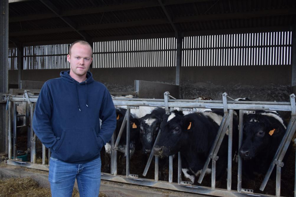 Er was nog maar net een kalfje geboren op het vleesveebedrijf van Pieter-Jan Van Schaftingen.  Maar de echte kalverengolf moet nog komen.