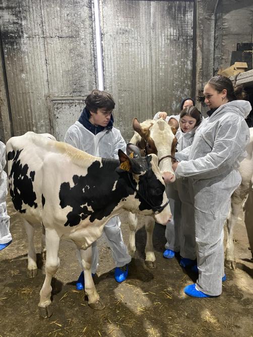 De sessies worden gegeven door melkvee-inspecteur Mieke Vander Schueren en ervaren clipper en voorbrenger Frederik Ryckewaert.