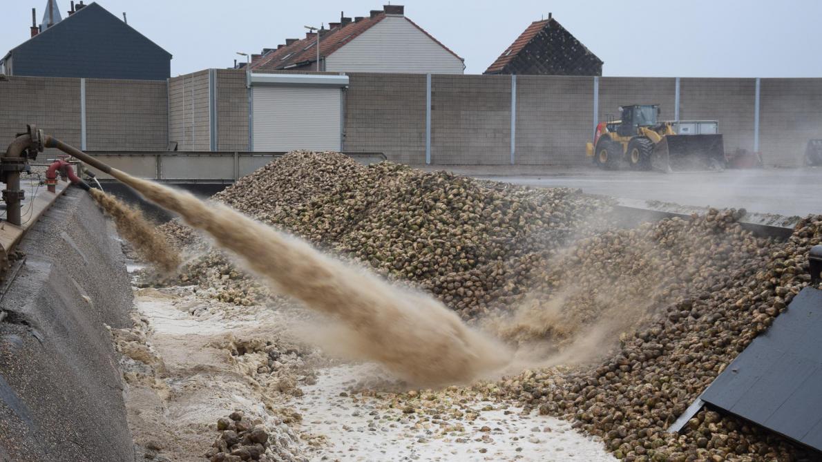 Water is ook nodig voor het transport van bieten in de fabriek.