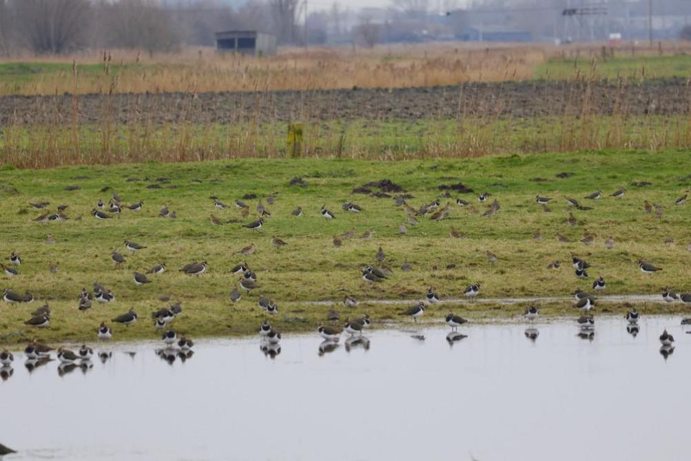 De vochtige graslanden zijn populair bij heel wat vogels, zoals de kievit en goudplevier.