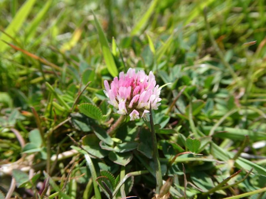 Ook de opkomst van aardbeiklaver zorgt voor meer diversiteit in de graslanden.
