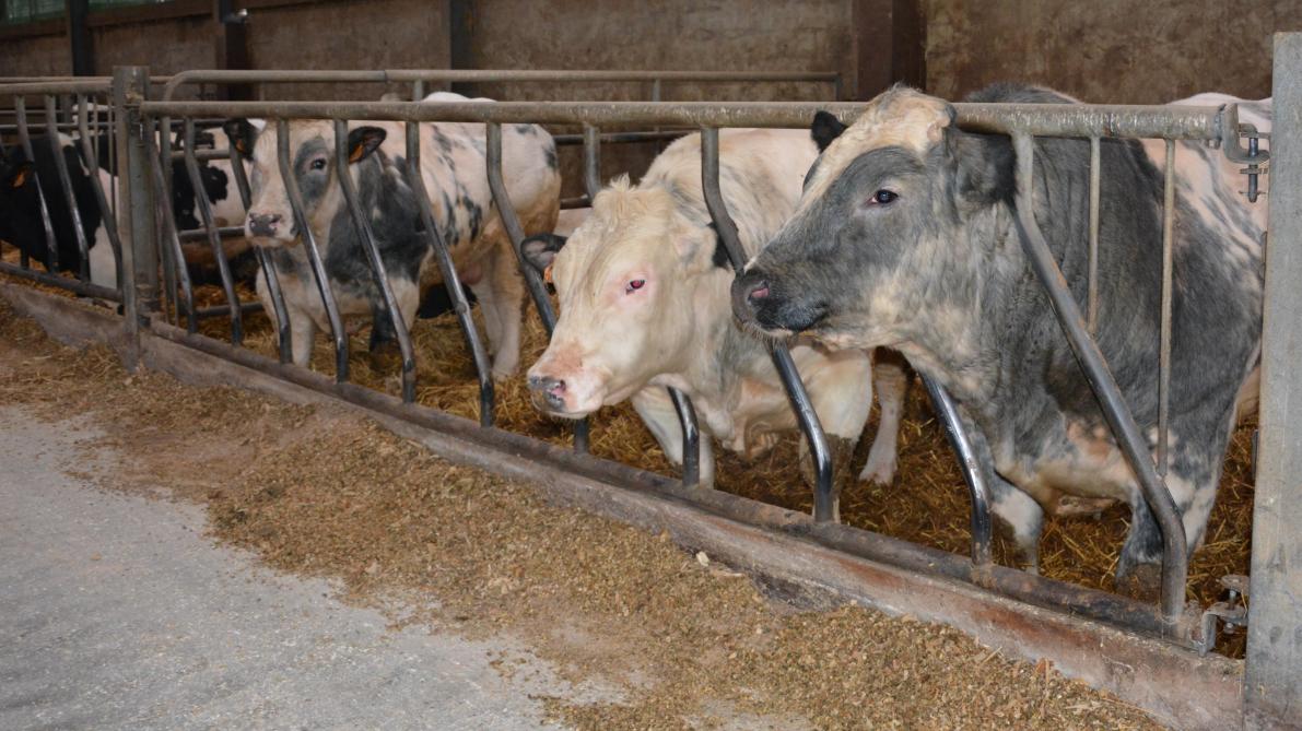 De Kriezelhoeve heeft jaarlijks een 40-tal kalvingen van het Belgisch witblauw ras en bijbehorend jongvee.